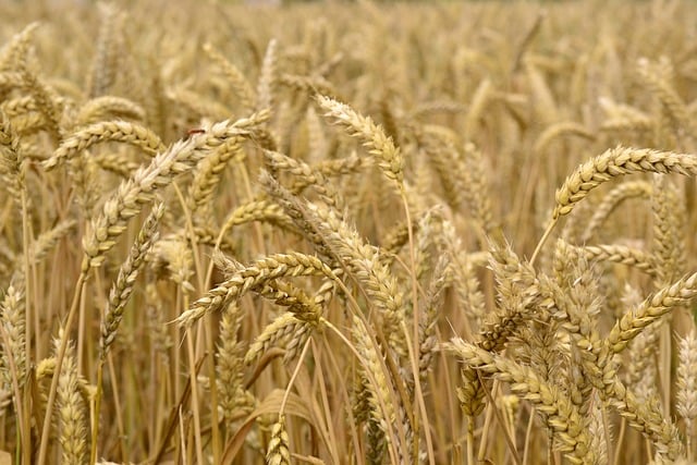Venta de trigo, cebada y salvado a granel Venta de trigo, cebada y salvado a granel
